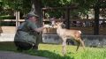 В Московском зоопарке родился детеныш лесного северного оленя