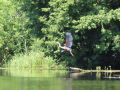 Скрытная красавица водных угодий Воронинского заповедника - рыжая цапля