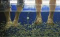 В Тамбовской области откроют курорт с хамамом и фиш-пилингом