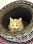 Пост добра: котёнок ищет дом