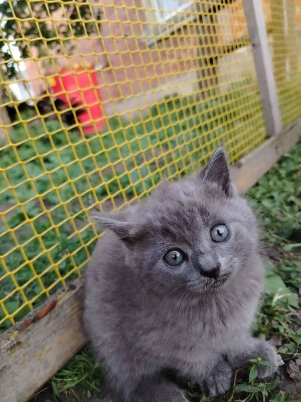 Пост добра: котята ищут дом Пост добра: котята ищут дом