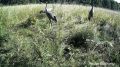 Серые журавли попали на кадры фотоловушки в Воронинском заповеднике