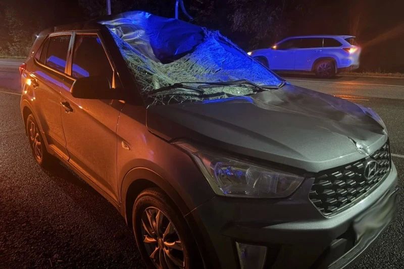 Под Тамбовом автомобилист сбил лося и попал в больницу