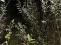 Следователи устанавливают обстоятельства гибели мужчины в Моршанском муниципальном округе