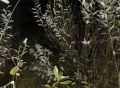 В заболоченной местности Моршанского округа нашли тело мужчины