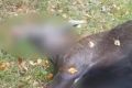 В Моршанском округе лось погиб под колесами автомобиля