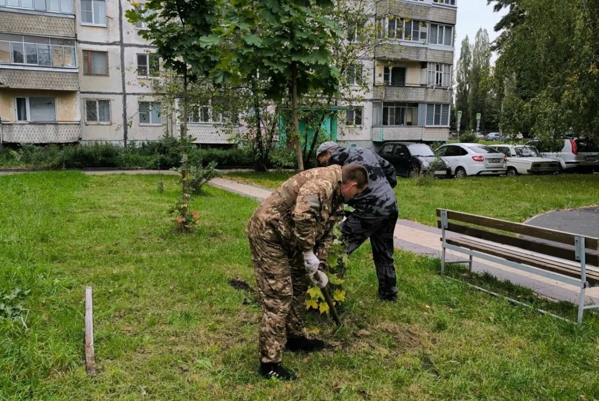 Специалисты дирекции благоустройства и озеленения высадили деревья на Красноармейской, 7 в Тамбове