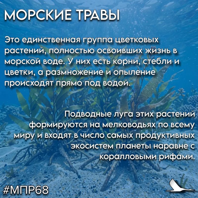 #СловарьЭколога #ТамбовскаяОбласть #МПР68 #Экология68