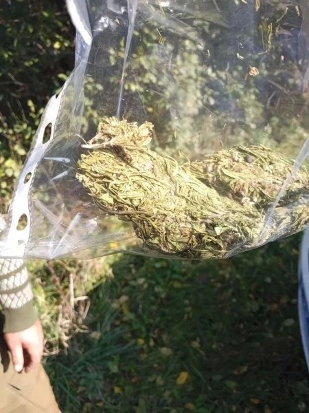 Сотрудники ОМВД «Жердевский» пресекли незаконный оборот наркосодержащего растения Сотрудники ОМВД «Жердевский» пресекли незаконный оборот наркосодержащего растения