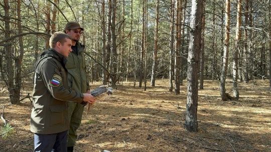 В Тамбовской области в естественную среду обитания выпустили соколов-балабанов В Тамбовской области в естественную среду обитания выпустили соколов-балабанов