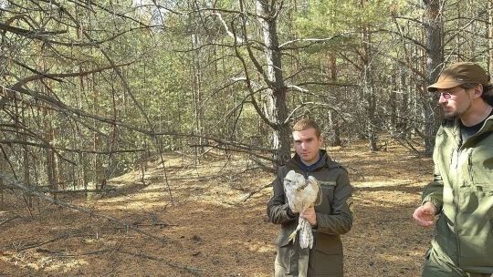 В Тамбовской области в естественную среду обитания выпустили соколов-балабанов В Тамбовской области в естественную среду обитания выпустили соколов-балабанов