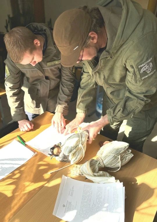 В Тамбовской области в естественную среду обитания выпустили соколов-балабанов