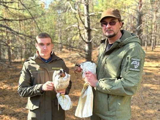 В Тамбовской области в естественную среду обитания выпустили соколов-балабанов В Тамбовской области в естественную среду обитания выпустили соколов-балабанов