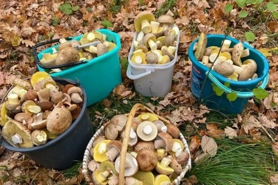 Грибники Тамбовской области делятся в соцсетях впечатляющим «уловом» опят Грибники Тамбовской области делятся в соцсетях впечатляющим «уловом» опят