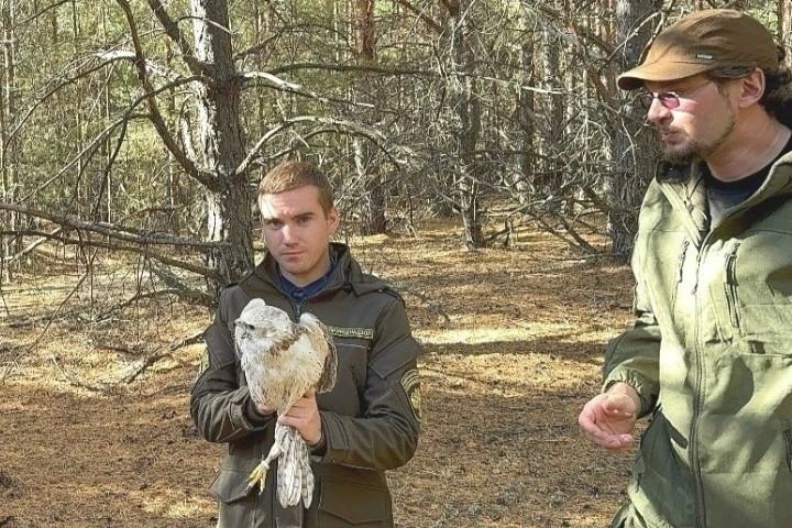 В Мичуринске орнитологи выпустили в природу редких соколов