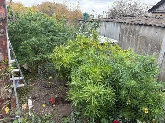 Сотрудниками наркоконтроля изъято более 600 граммов наркотического средства Сотрудниками наркоконтроля изъято более 600 граммов наркотического средства