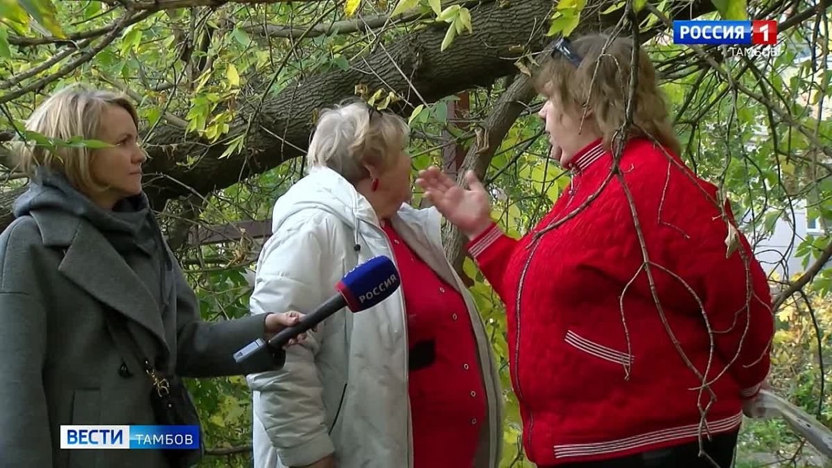 Жители Советской, 7А в Тамбове называют себя обителями леса, а не городского пространства