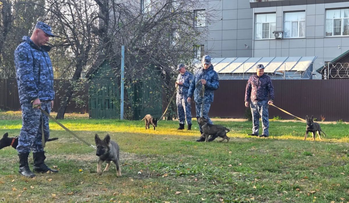 Пять щенков немецкой овчарки пополнили кинологическую службу УФСИН в Тамбовской области Пять щенков немецкой овчарки пополнили кинологическую службу УФСИН в Тамбовской области