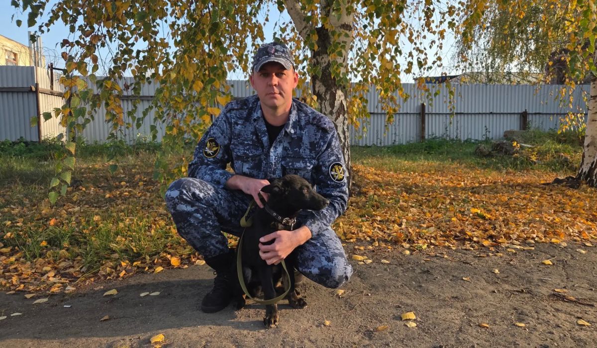 Пять щенков немецкой овчарки пополнили кинологическую службу УФСИН в Тамбовской области Пять щенков немецкой овчарки пополнили кинологическую службу УФСИН в Тамбовской области