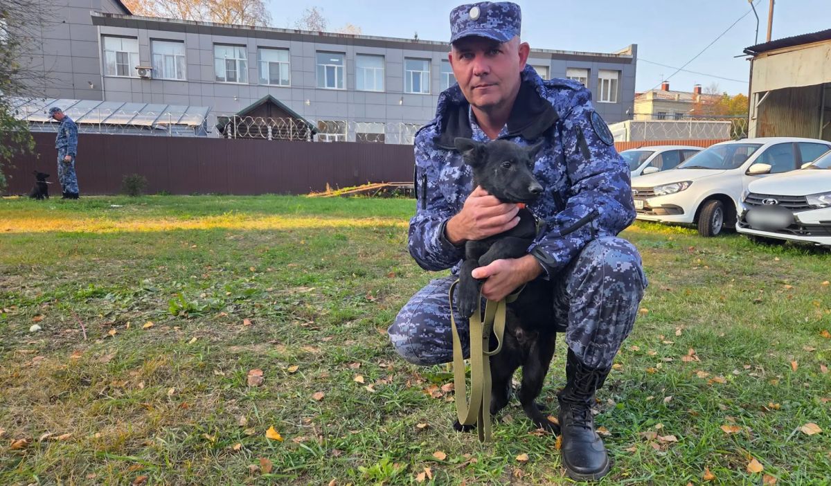 Пять щенков немецкой овчарки пополнили кинологическую службу УФСИН в Тамбовской области Пять щенков немецкой овчарки пополнили кинологическую службу УФСИН в Тамбовской области
